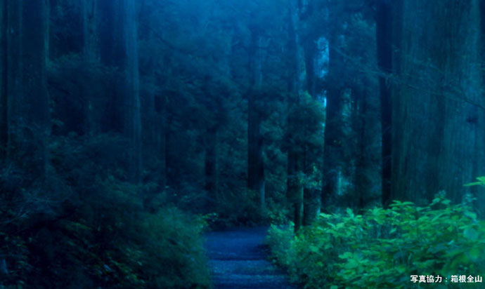 箱根　杉並木 ［Cedar Trees of Hakone］