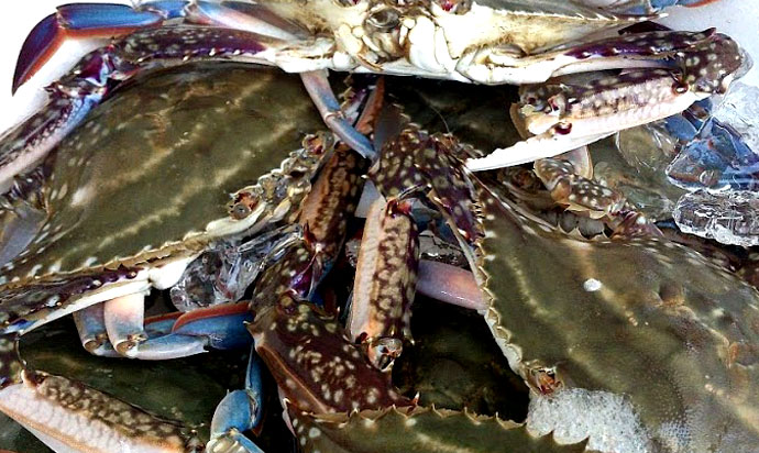 【 有明海・干潟の海の幸 】Crabs grown by the fertile sea are rich in taste. [佐賀市(Saga City)]